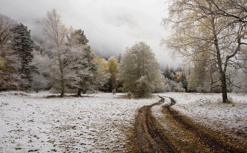 лесная дорога фото превью