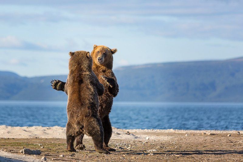 Камчатка, медведи Танго фото превью