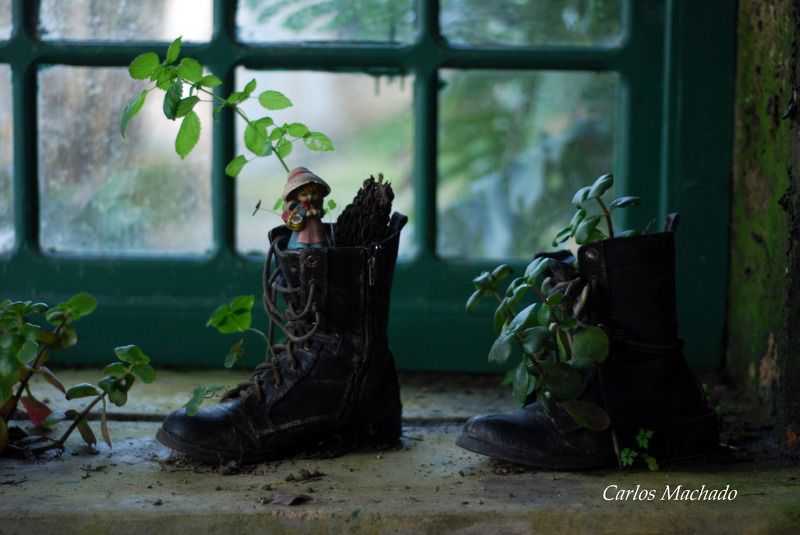 macro, nature, still life, other, House of the Fairys фото превью