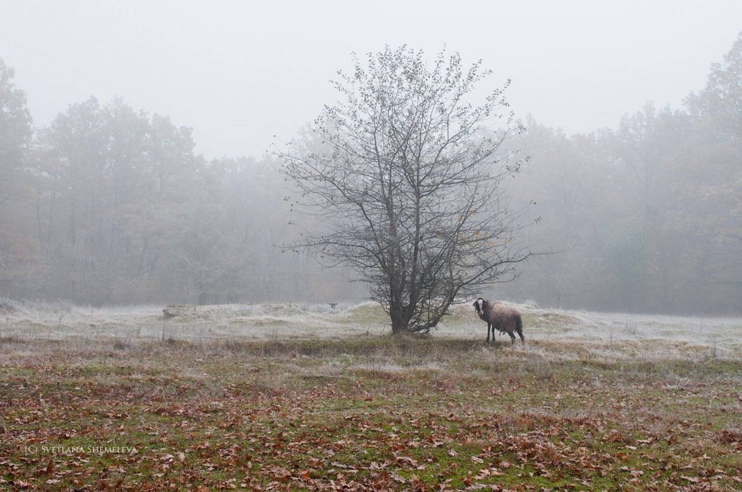 , Светлана Щемелева