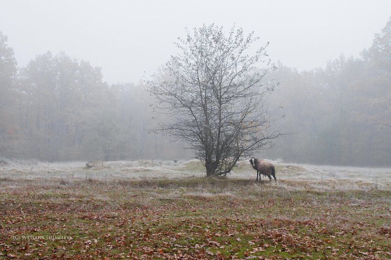 alone фото превью