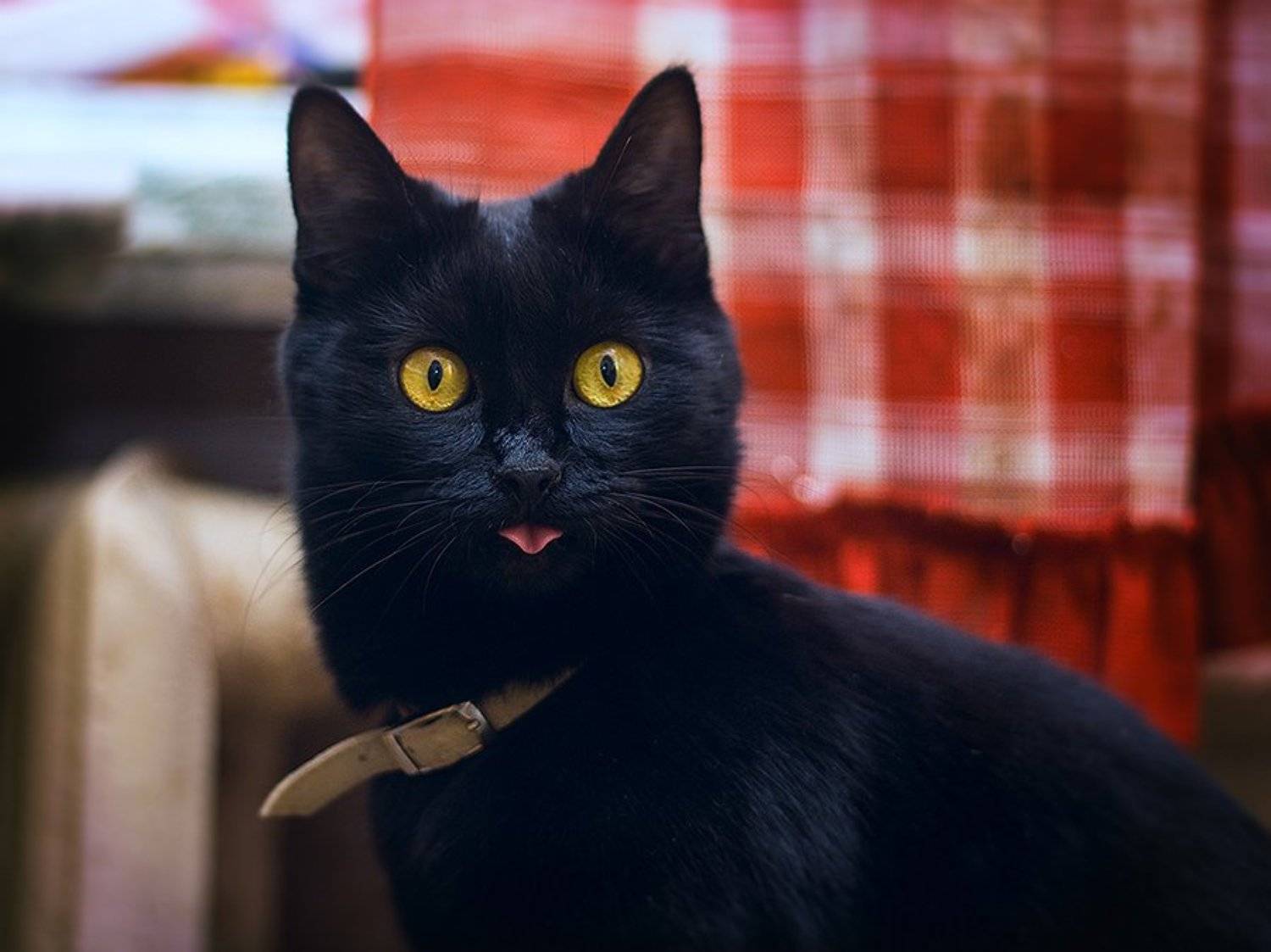 , Анна Северина