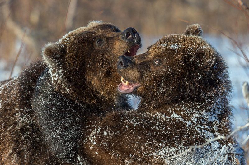 Мороз и солнце; день чудесный ! фото превью