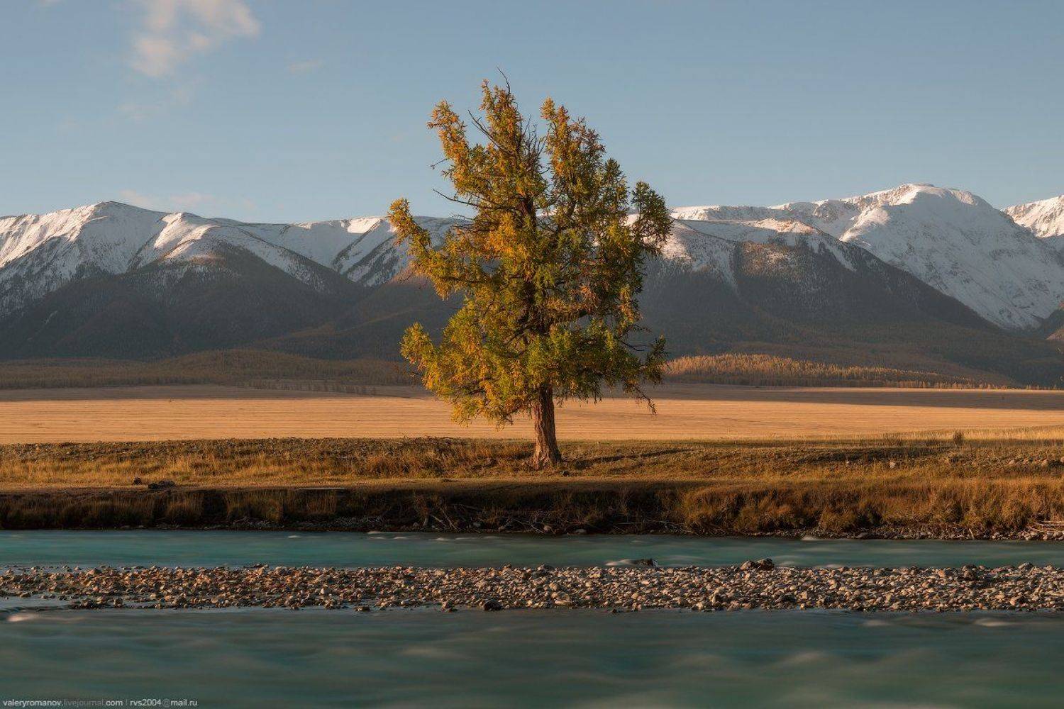алтай, горы, река, бирюза, дерево, лед, степь, снег, небо, облака, белый, желтый, россия,, Валерий Романов