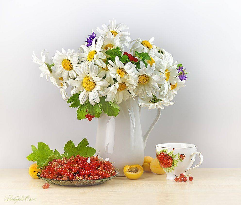 ромашки,цветы,красная смородина,абрикосы,чай, Светлана Л.