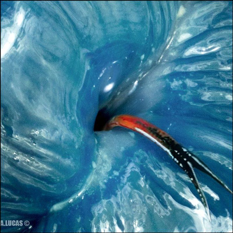 lucas, lucastudio, nude arrowy tongue © фото превью