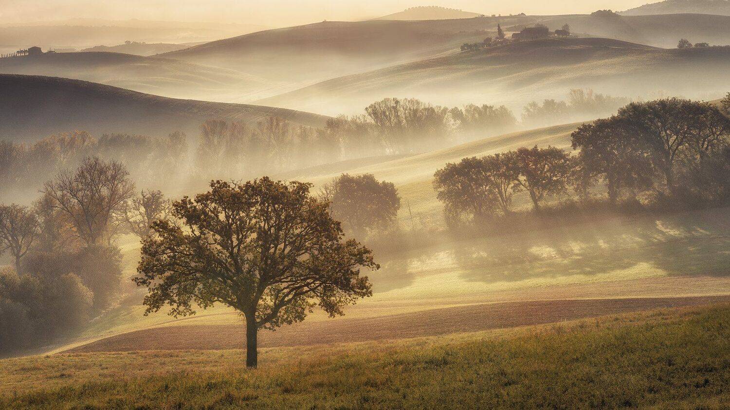 , Дмитрий Купрацевич