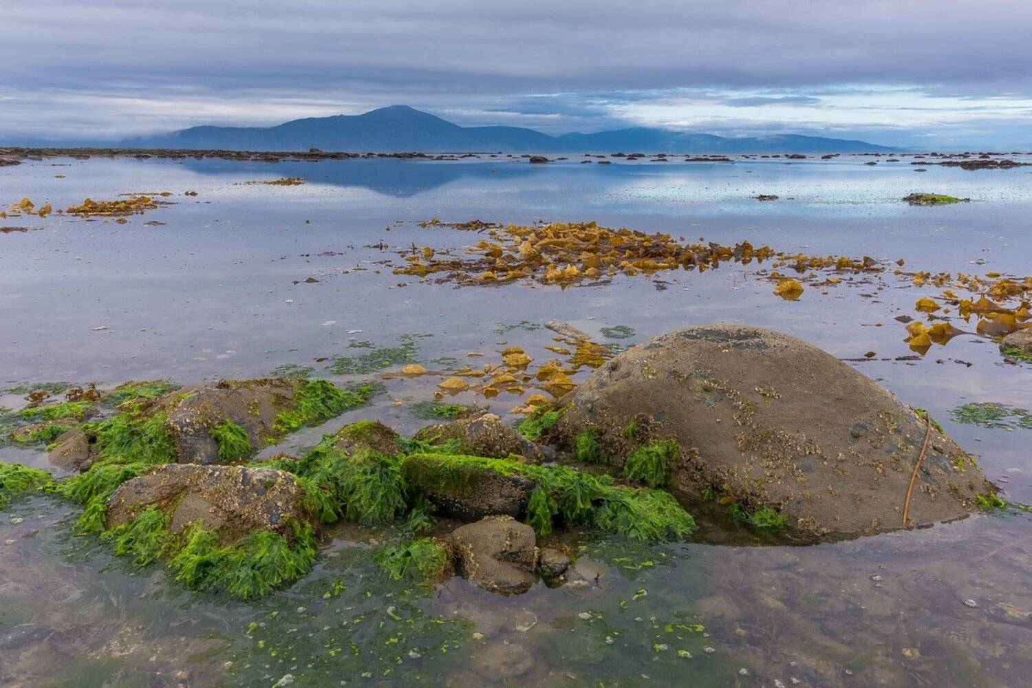 одян, полуостров кони, ольский участок, заповедник магаданский, охотское море, ольский район, магаданская область, магадан, колыма, север, море, отлив, сумерки, водоросли, russian landscape, north landscape, far north, kolyma, magadan, okhotsk sea, tide, , Кирилл Уютнов