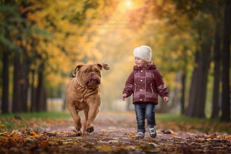 dogue de bordeaux, бордоский дог Цыпа, за мной! фото превью