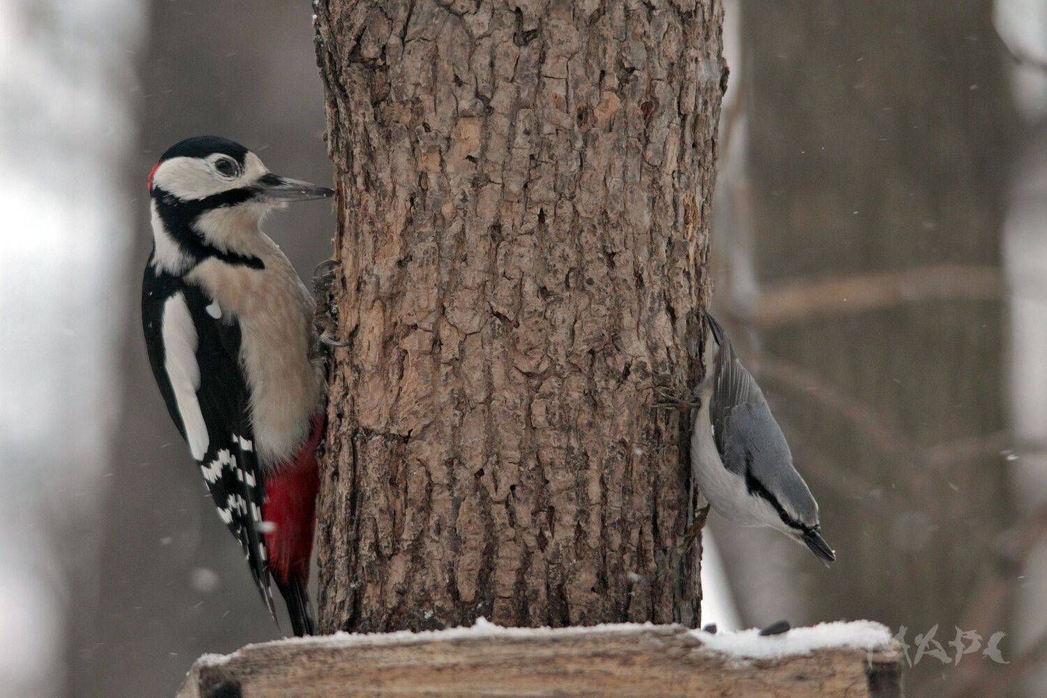 животные птицы ноябрь большой пестрый дятел поползень, Шангареев Марс