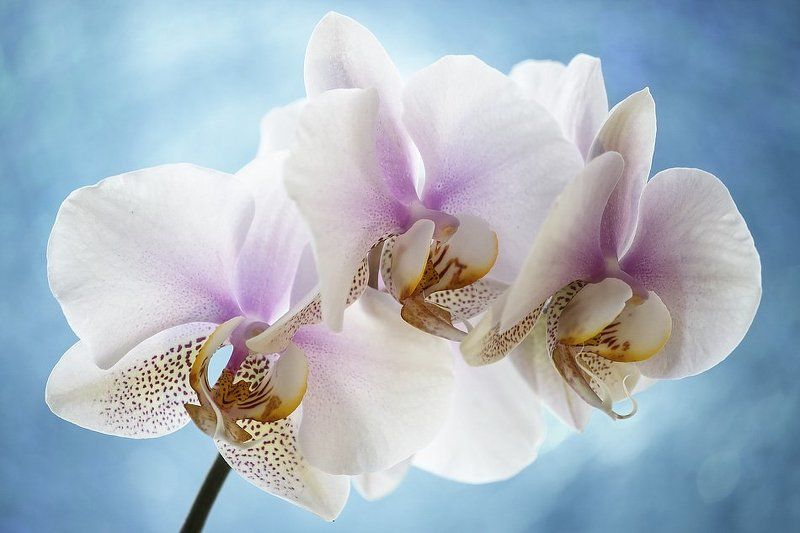 фото, орхидея фаленопсис Орхидея фаленопсис Утренняя Заря фото превью