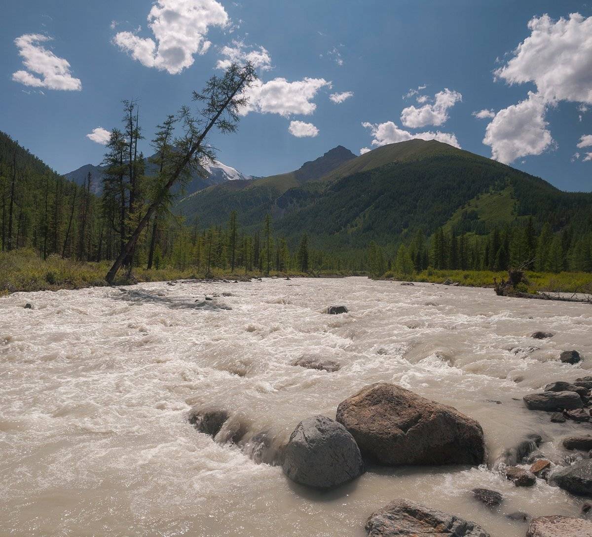 Алтай, Маашей, река, листенница, Казаков Петр