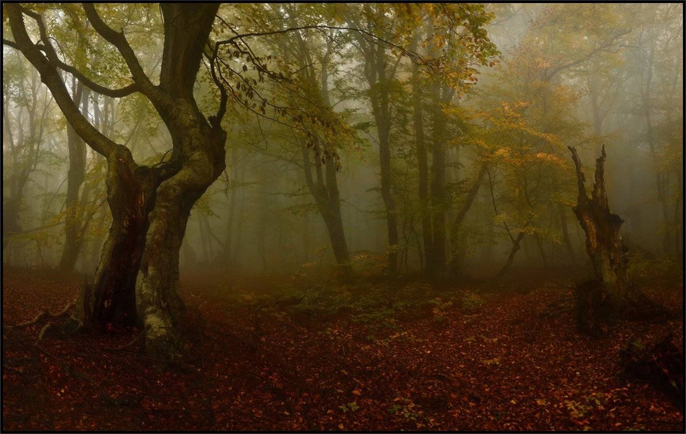 , Владимир Метцгер