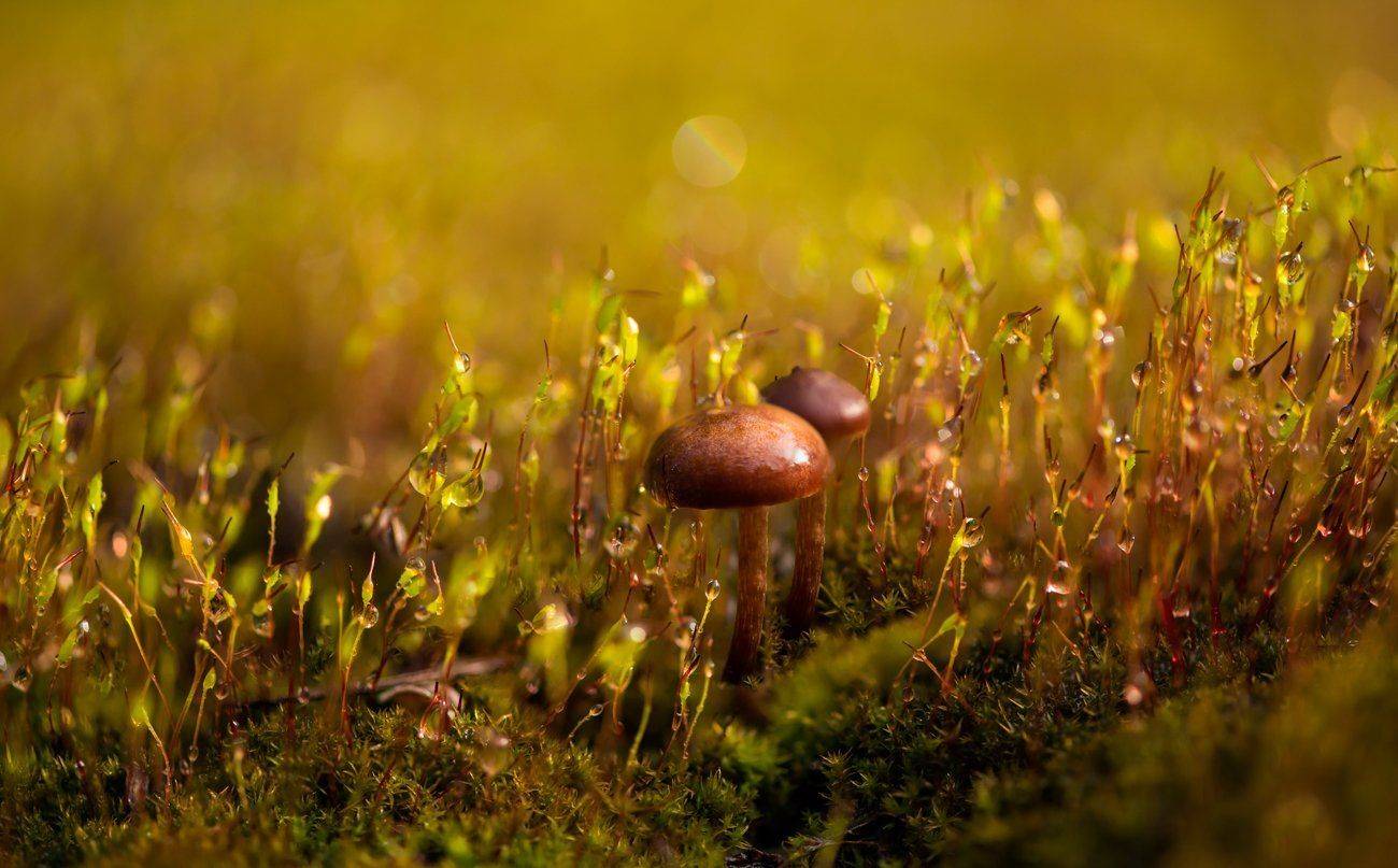 , Галанзовская Оксана