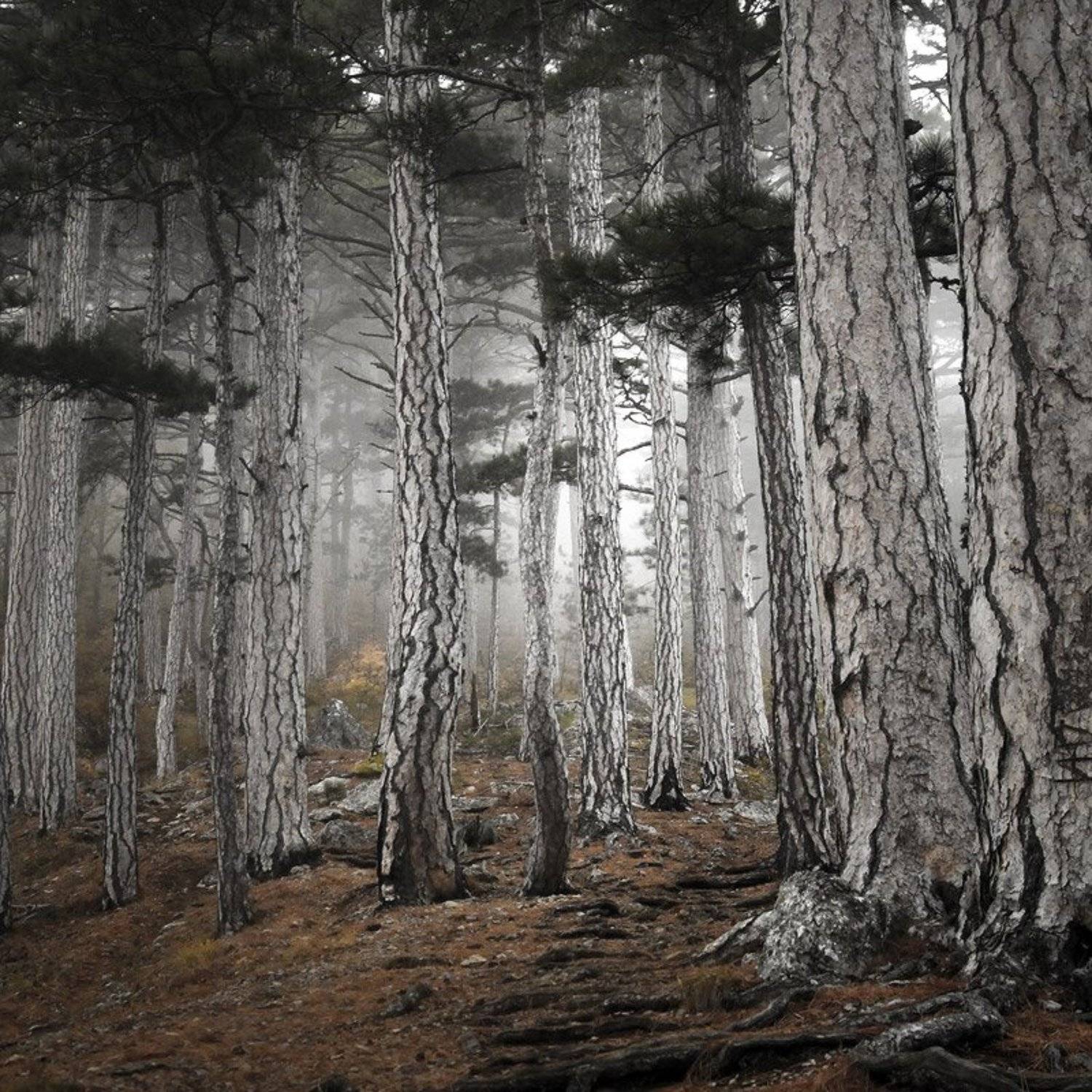 крым, горы, туман, мистика, облако, яйла, ай-петри, лес, Алексей Медведев