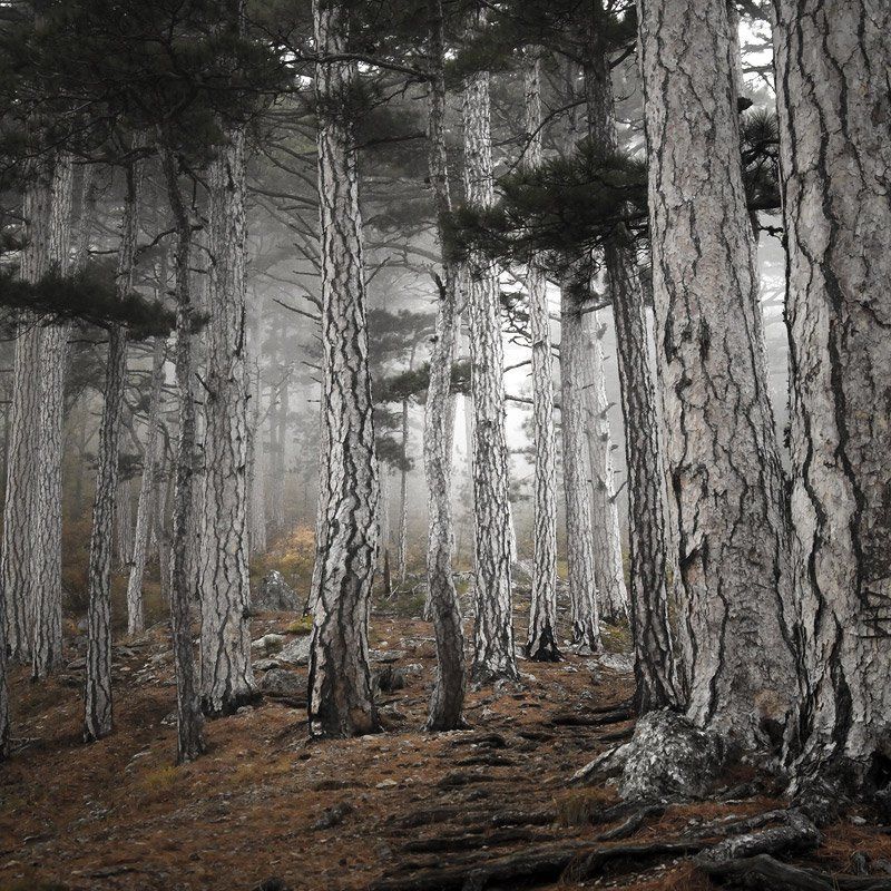 крым, горы, туман, мистика, облако, яйла, ай-петри, лес Старцы фото превью