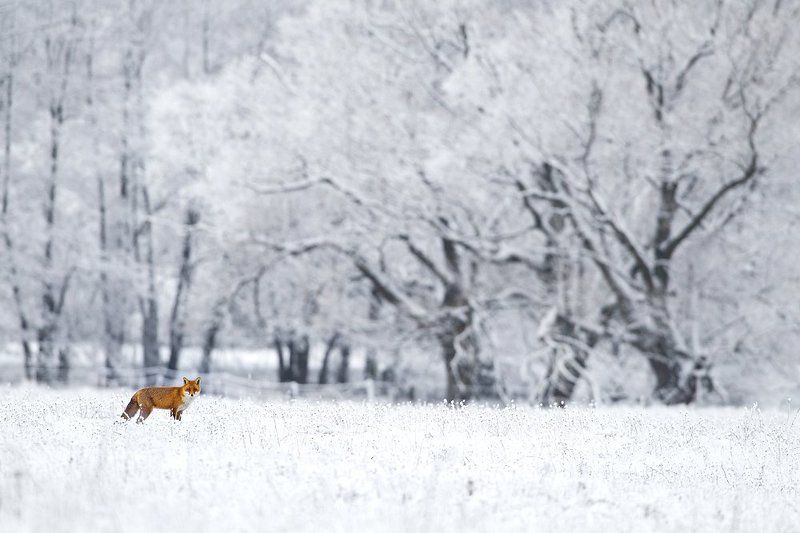 Winter fox