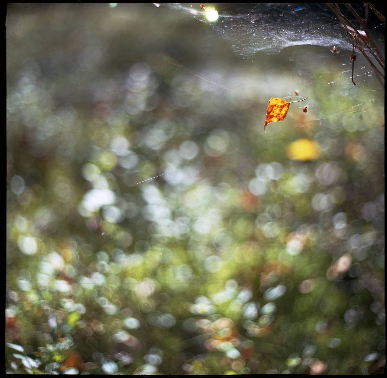 kiev 60, volna 3, kodak ektar,, Rimantas Bikulcius