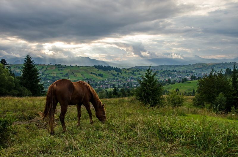 карпаты Конь гулял на воле... фото превью