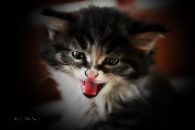 кот,кошка .котенок Я сказал Мяуу ! фото превью