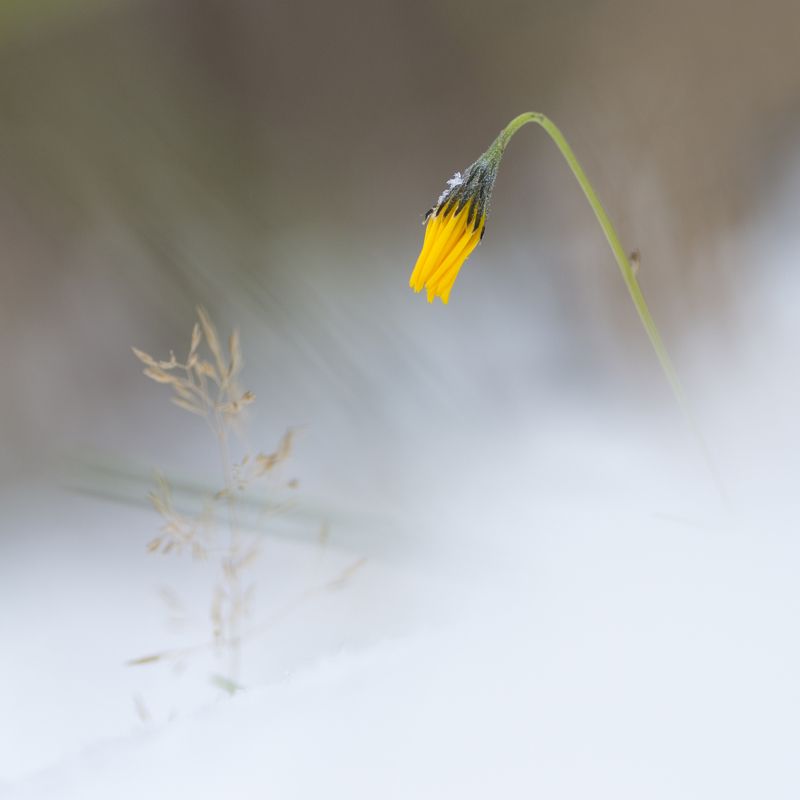 цветы,цветок,растения,макро,зима,flower,winter,plants,wild flower Гость из будущего фото превью