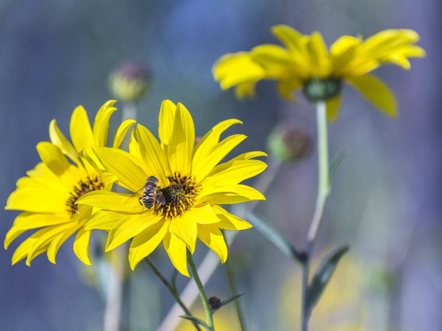 , Юрий Пужалин