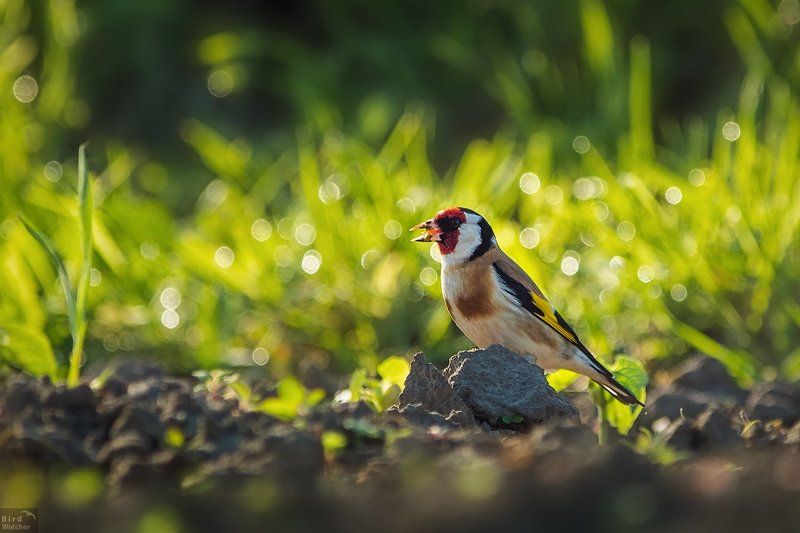 birds, spring, Carduelis carduelis Lunch фото превью