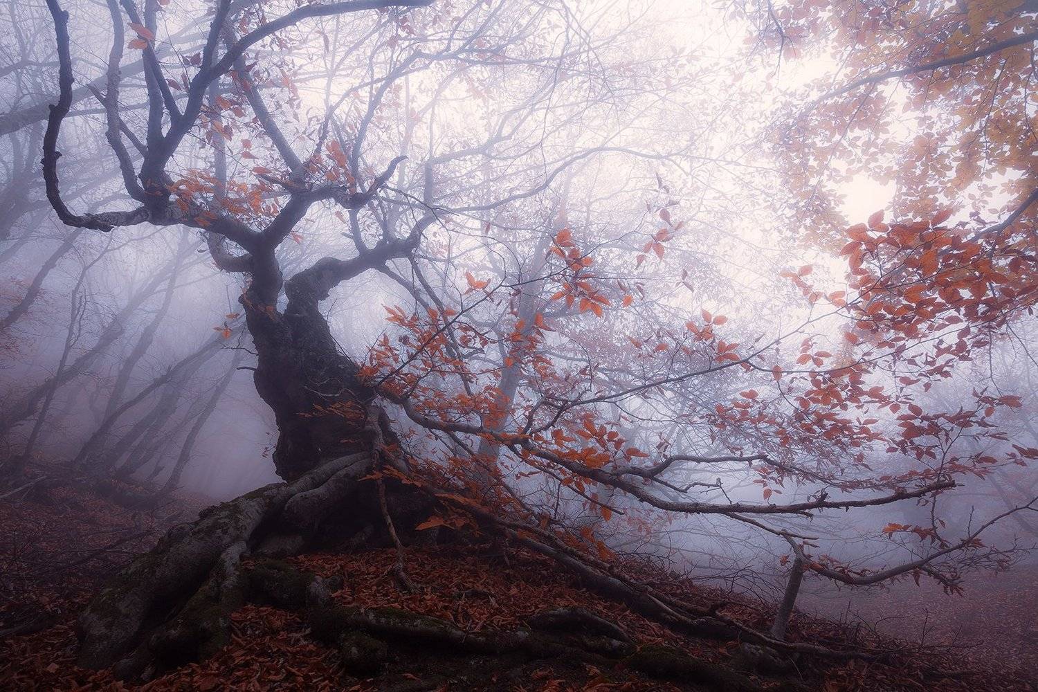 бук, туман, Юлия Втюрина