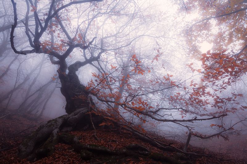 бук, туман о буках и тумане фото превью