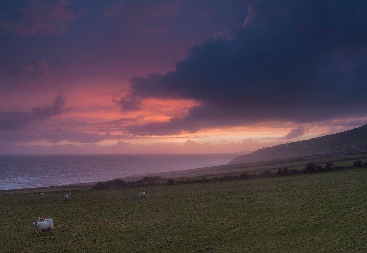 Ирландия, овцы, закат, Дингл, Казаков Петр