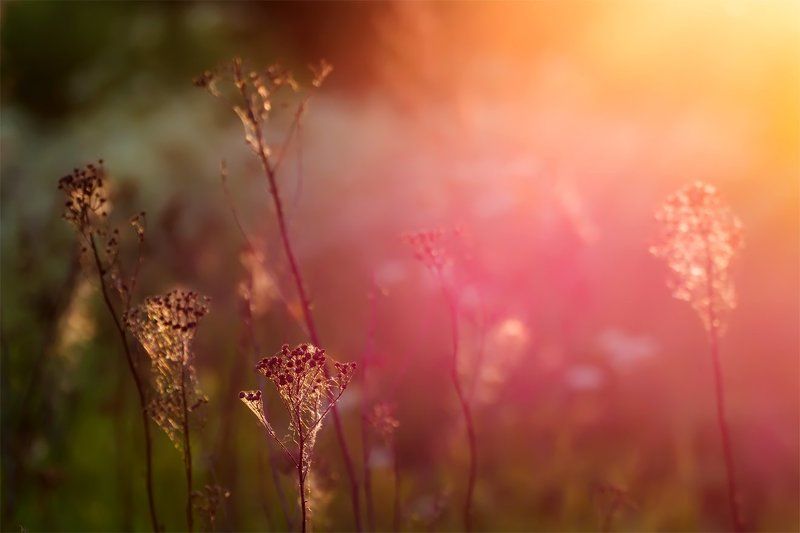 Вечер, Закат, Лето, Природа  фото превью