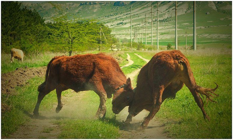 за Милку фото превью