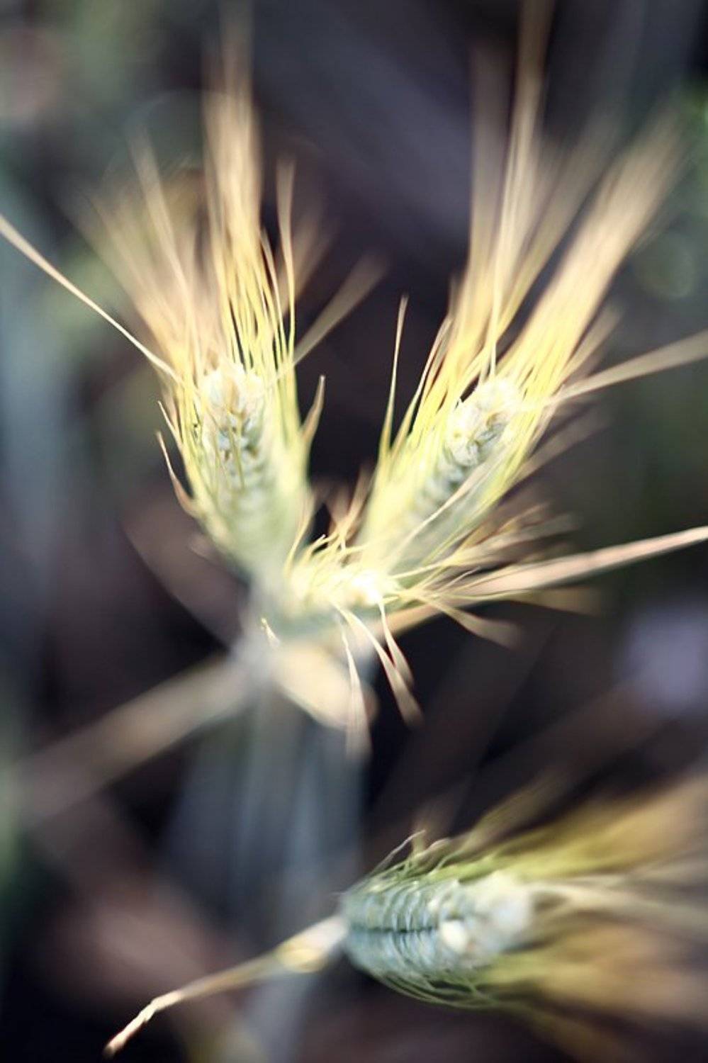 колос, поле, Filiptsova Yana