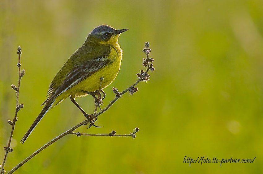 жёлтая, трясогузка, Андрей Алексеев