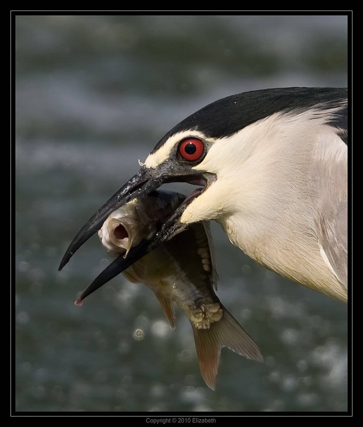 кваква, black, crowned, night, heron, израиль, Elizabeth Etkind