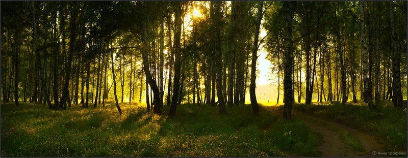 Июньский лес фото превью