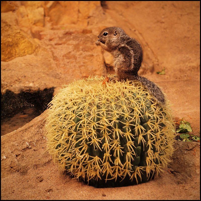 кактус, йог про йога фото превью