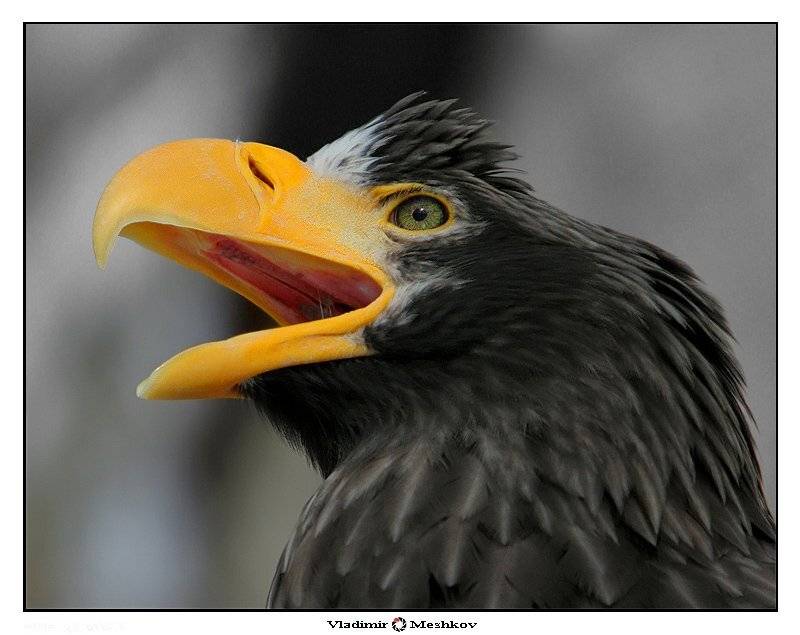 , &copy; =Vladimir  Meshkov=