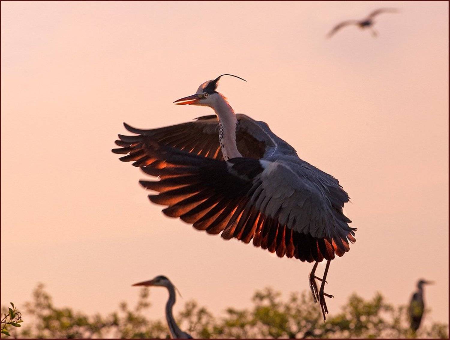 цапля, VladimirD