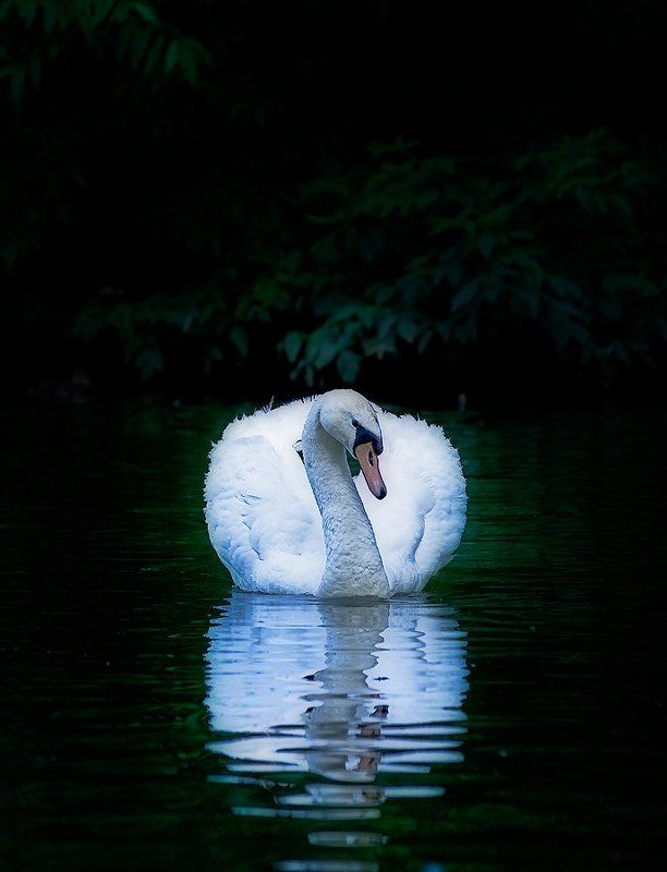 **** фото превью