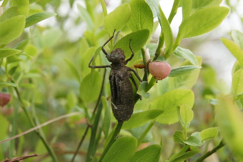 макро,превращение,стрекоза метаморфоза фото превью