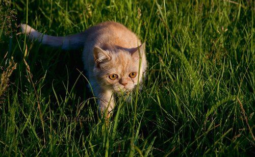 Прогулки маленьких котят
