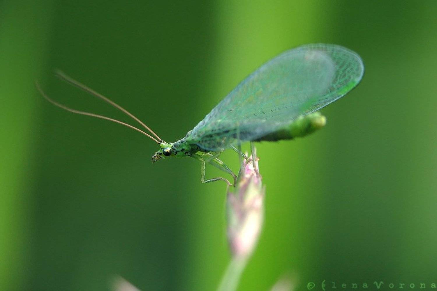 златоглазка, дракон, Елена Ворона