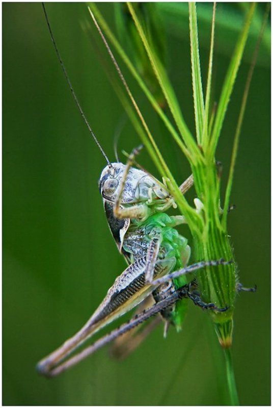 * фото превью