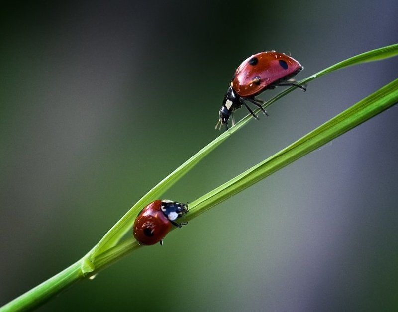 божьи, коровки Из пункта А в пункт В... фото превью