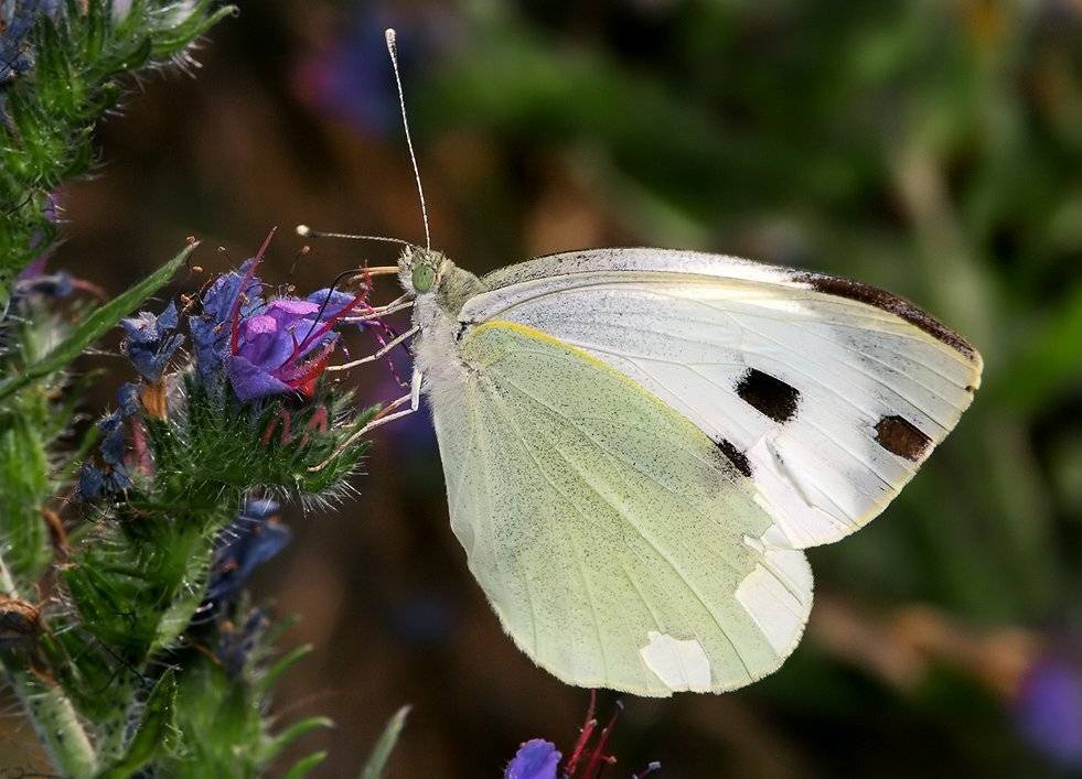 лето, цветок, бабочка, Олег Сурьянинов
