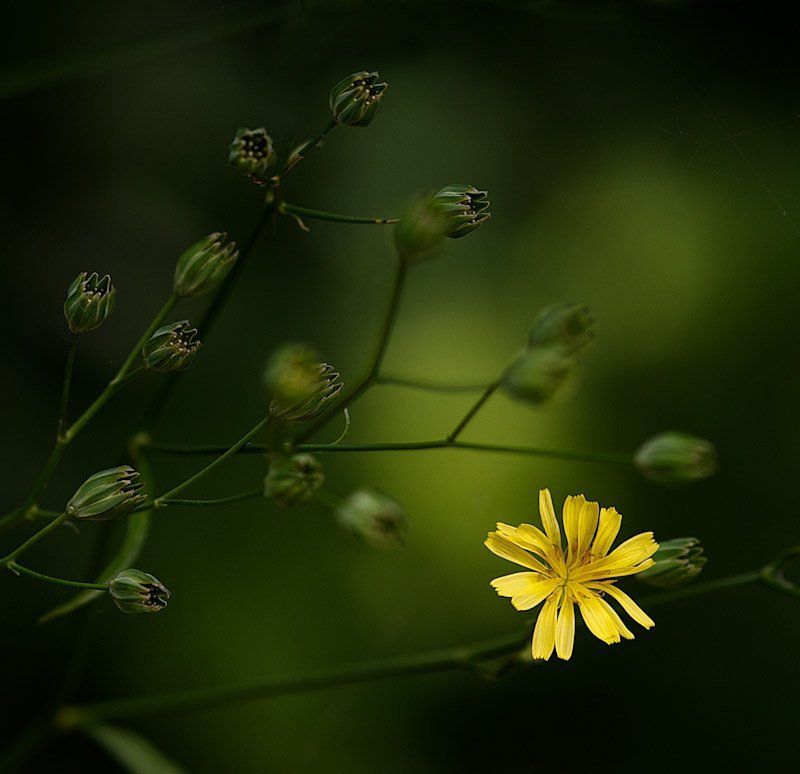 flower  фото превью