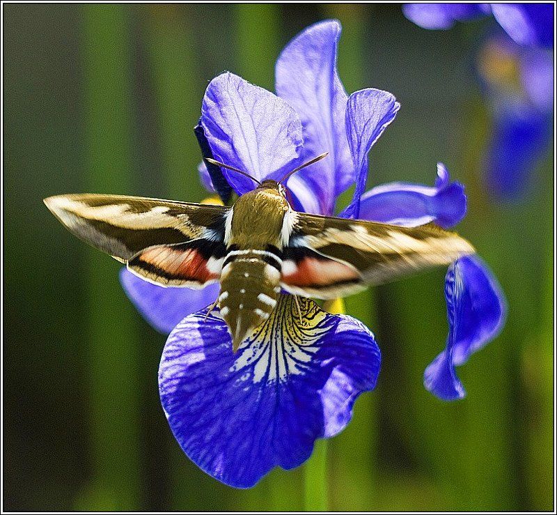 Hyles euphorbiae фото превью