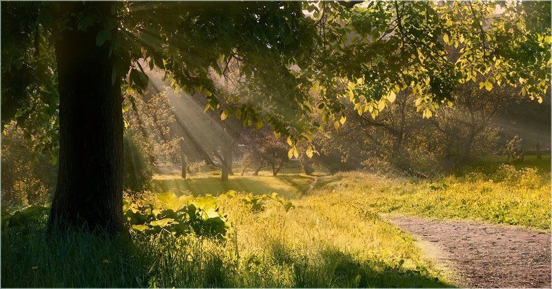 Солнечное утро фото превью