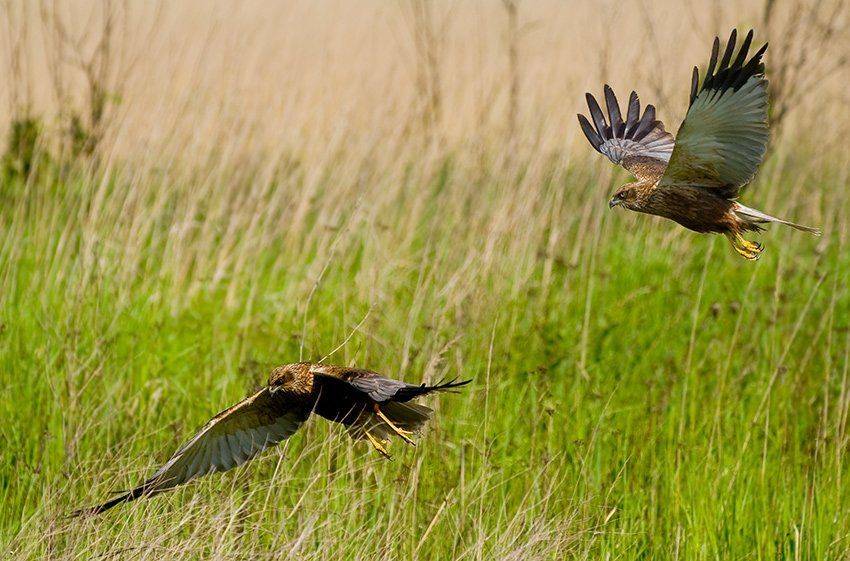 канюк, охота, Андрей Алексеев